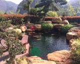 Hồ cá Koi 47