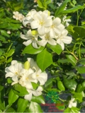 Cây Hoa Nguyệt Quế