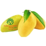 Cây Xoài