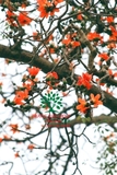 CÂY GẠO