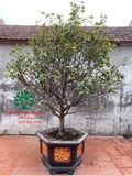 CÂY MAI TỨ QUÝ