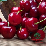 CÂY CHERRY