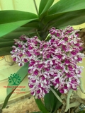 Hoa Lan