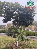 Cây Đại