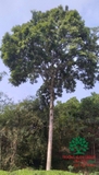 Cây Trám