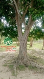 Cây Trứng Gà