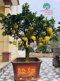 CÂY BƯỞI