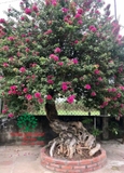 Hoa Giấy