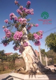 Cây Bằng Lăng