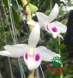 Hoa Lan