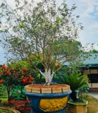 CÂY HOA MỘC HƯƠNG
