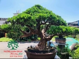 Bonsai 90