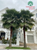 CÂY CỌ