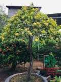CÂY HOA MẪU ĐƠN TA (TRUYỀN THỐNG)
