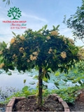 CÂY HOA MẪU ĐƠN TA (TRUYỀN THỐNG)