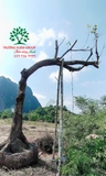 Cây Sang