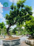 Cây Hồng Xiêm