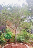 CÂY HOA MỘC HƯƠNG