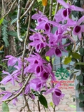Hoa Lan