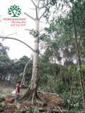 CÂY GẠO