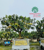 CÂY BƯỞI
