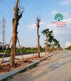Thi công thực tế 84
