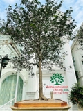 CÂY HOA MỘC HƯƠNG
