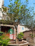 CÂY HOA MỘC HƯƠNG