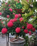 CÂY HOA MẪU ĐƠN TA (TRUYỀN THỐNG)