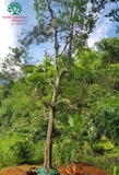 Cây Bồ Quân