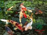 Hồ cá Koi 45