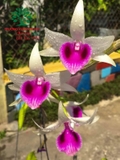 Hoa Lan