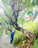 CÂY VỐI