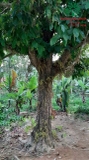 Cây Dâu Da Đất