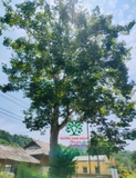 Cây Chay