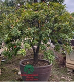 CÂY HOA MẪU ĐƠN TA (TRUYỀN THỐNG)