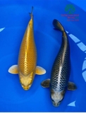 Hồ cá Koi 48