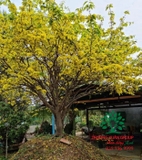 CÂY HOA  MAI VÀNG