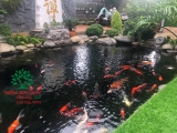 Hồ cá Koi 50