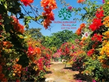 Hoa Giấy