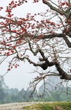 Cây Gạo