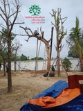 Thi công thực tế 81