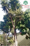 Cây Bồ Quân