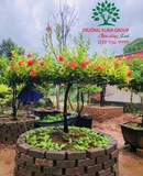 CÂY HOA MẪU ĐƠN TA (TRUYỀN THỐNG)
