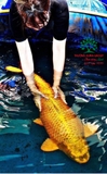 Hồ cá Koi 48
