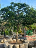 Cây Hoa Nguyệt Quế