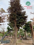 Cây Vú Sữa