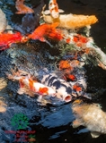 Hồ cá Koi 50