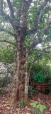 Cây Dâu Da Đất