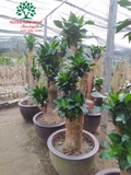 HOA THIẾT MỘC LAN